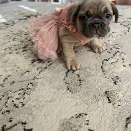 French Bulldog Puppies from Spoiled Frenchies