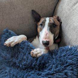 Mazie - Bull Terrier