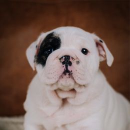 Oakley - White male Bulldog puppy in Sabinal, Texas from Cazares Royal Lineage Bulldogs