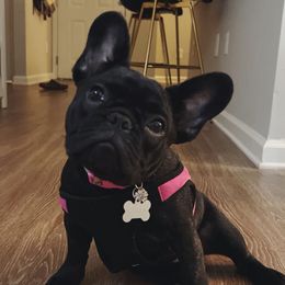 French Bulldogs from Susan's Pups