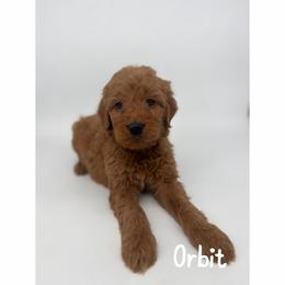 Orbit - Red  male Goldendoodle puppy in Smithfield, Kentucky from KBK9 Kennels