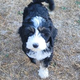 Country Morning Labradoodles Mint - Black female Australian Labradoodle puppy in Aumsville, Oregon from Country Morning Labradoodles