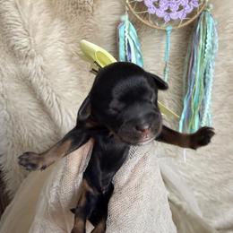 Zara Mars - Black and tan female Cavapoo puppy in Tucson, Arizona from Cavapoo Puppy Parade