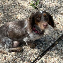 Nina - Dachshund
