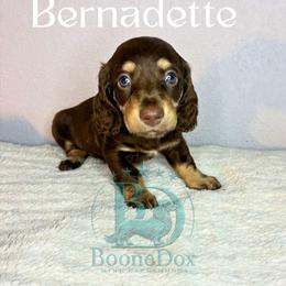 Bernadette - Chocolate and cream female Dachshund puppy in Noble, Oklahoma from Marissa's Dachshunds (BooneDox Mini Dachshunds)