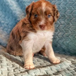 Miniature Australian Shepherd Puppies from AG Aussies