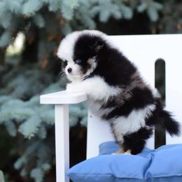Pomeranian Puppies from Pomeranian gem