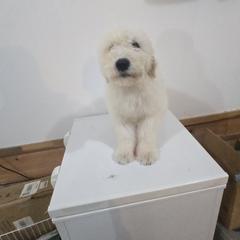 Komondor and Poodle Puppies from Christmas family standard poodles