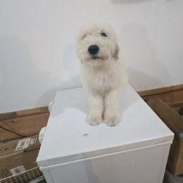 Komondor and Poodle Puppies from Christmas family standard poodles