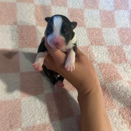 Poise - Black tri-color female Australian Shepherd puppy in Mcmillan, Michigan from Hall-N-Auss Australian shepherds