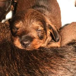 Dachshunds from Millenia Mini Wire Hair Dachshunds