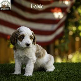 Potsie - Apricot male Australian Labradoodle puppy in Cashmere, Washington from Mountain Home Doodles