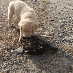 Chesapeake Bay Retriever Puppies from GemiLamb Gun Dogs