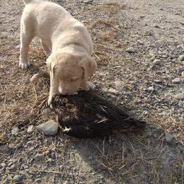 Chesapeake Bay Retriever Puppies from GemiLamb Gun Dogs