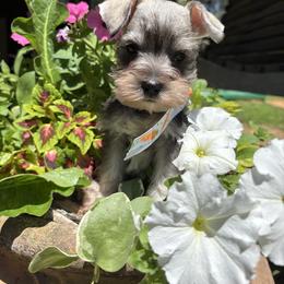 Ridder - Salt and pepper male Miniature Schnauzer puppy in Jayess, Mississippi from Barbara Clark