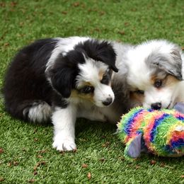Australian Shepherd and Miniature American Shepherd Puppies from Bright Heart Aussies & Miniature American Shepherds
