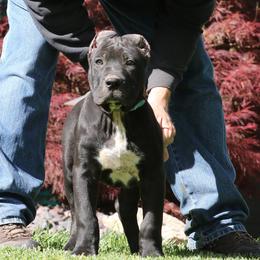 Blue Collar - Black male Perro de Presa Canario puppy in Pocahontas, Illinois from Cabeza Grande Kennel