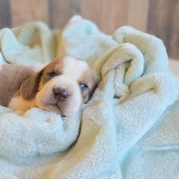 Dally - Blue and white male Basset Hound puppy in Valley, Washington from Peaceful Valley Paws