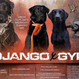 Labrador Retrievers from Abe Turner