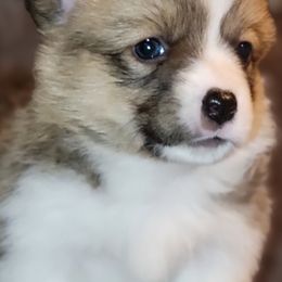Pembroke Welsh Corgis from Lindsey Martin