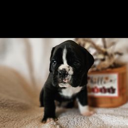Boxer and Shih Tzu Puppies from L&L European Boxers and Shih Tzus