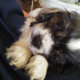 Cocker Spaniel Puppies from Hartwell Cocker Spaniel Kennel