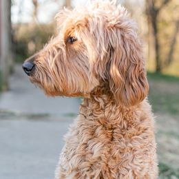 Holly - Goldendoodle