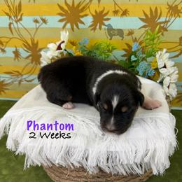 Phantom - Black tri-color female Australian Shepherd puppy in El Dorado Springs, Missouri from OR Aussies