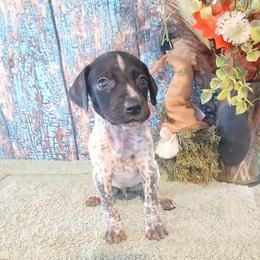 Boy 3 - Liver male German Shorthaired Pointer puppy in Laporte, Minnesota from Northern Odyssey Gun Dogs