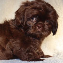 Luigi - Liver male Shih Tzu puppy in Clinton, Tennessee from Southland’s Shih Tzus