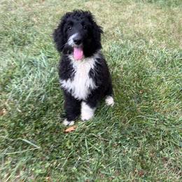 Batman - Black and white male Aussiedoodle puppy in Bedford, Virginia from Brandt Farms Aussiedoodles