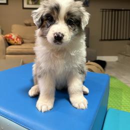 Australian Shepherd Puppies from Highland Haven Australian Shepherds