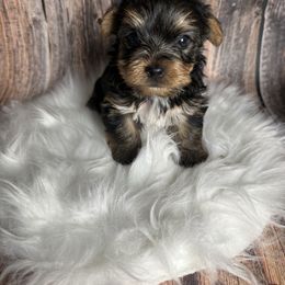 Tyson - Blue and gold male Yorkshire Terrier puppy in Tulsa, Oklahoma from Conns Cuddly Canines