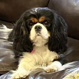 Coco - Cavalier King Charles Spaniel