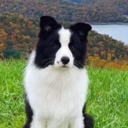 Border Collies from HarborMist