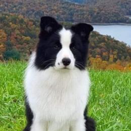 Border Collies from HarborMist