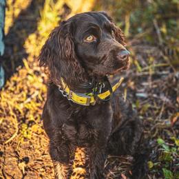 Shelby - Boykin Spaniel