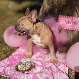 Cynn - French Bulldog