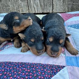 Girl 2 - Black and tan female Welsh Terrier puppy in Licking, Missouri from Bean Creek Dachshunds & Terriers
