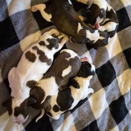 Girl 3 - Liver white and tan female English Springer Spaniel puppy in Socorro, New Mexico from Huntin' Buddies