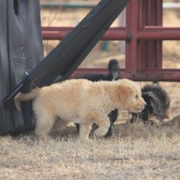 Goldendoodle and Yorkshire Terrier Puppies from Dirty Dogs Pups