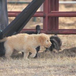 Goldendoodle and Yorkshire Terrier Puppies from Dirty Dogs Pups