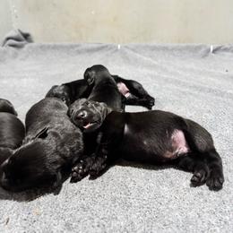 Boss - Black male Labrador Retriever puppy in Mount Olive, Mississippi from 3 King Kennels