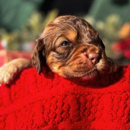 Rocky - Brown and tan male Cockapoo puppy in Midwest City, Oklahoma from Strawberry Hill Puppy Patch
