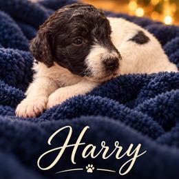 Harry - Sable male Poodle puppy in Washington, Pennsylvania from Patriotic Poodles