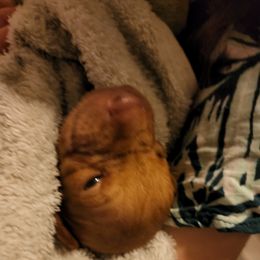 Vizsla Puppies from Western Tennessee Vizslas