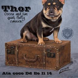 Thor - French Bulldog