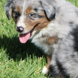 Miniature Australian Shepherds from Oak Tree Mini Aussies