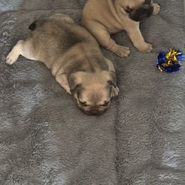 French Bulldog Puppies from Emotional Support Babies