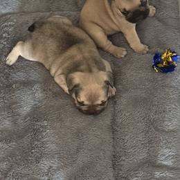 French Bulldog Puppies from Emotional Support Babies